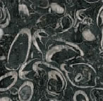 shell fossil marble